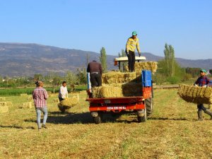 Aydın’da ot toplayan gençlere mühendis maaşı