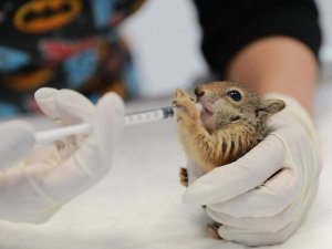 Ölmek üzereyken bulunan yavru sincaplar hayata tutundu