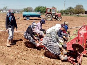 Üretimde dünya lideri olan Denizli’de kekik ekim alanları artıyor