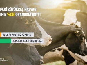 Aydın’da büyükbaş hayvan sayısı artış gösterdi