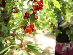 Honaz kirazı tescillendi