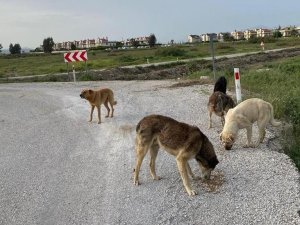 Çiğli Belediyesi tam kapanmada sokak hayvanlarını unutmadı