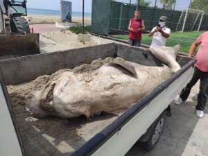 Kuşadası Davutlar’da bir köpek balığı ölü vaziyette sahile vurdu
