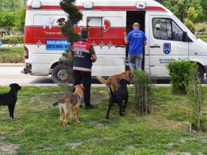 Tam kapanma sürecinde sokak hayvanlarına 100 ton besin desteği