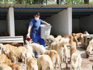 Aydın Büyükşehir Belediyesi can dostları yalnız bırakmıyor