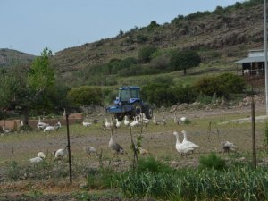 Kırsal mahallerde yaşayan vatandaşlar tam kapanmada ekonomiye katkı sağlıyor
