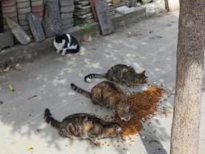 Maltepe’de sokaktaki canlara 1 ton mama