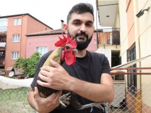 Ünü dünyaya yayılan ‘Bayılan horoz’ İngiltere’den davet aldı