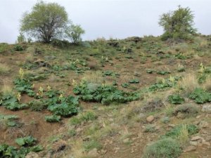 Adeta kanser savaşçısı doğada kendiliğinden yetişiyor faydası saymakla bitmiyor