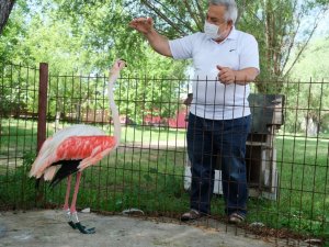 Ayağı yanan flamingoya protez bacak yaptı