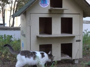 Tuzla’da sokağa atılan yavru kediler sıcak yuvasına kavuştu