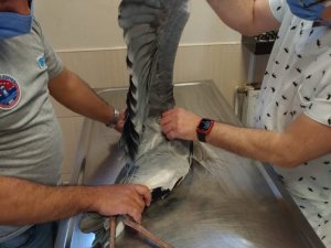 Maltepe’de yaralı turnaya anında müdahale