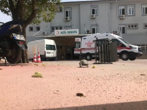 Yolu kaybeden kaplumbağa soluğu acilde aldı