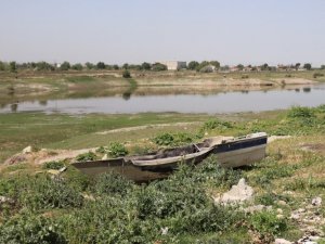 Yeterince sulanamayan buğdaylar erkenden baş verdi