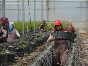 Jeotermal serada yılda 300 bin meyve fidanı üretiliyor