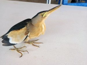 Datça’da yaralı Balaban kuşu bulundu
