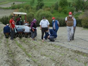 Selendi’de tütün üreticilerinin telaşı devam ediyor