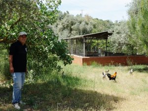 Uzmanlardan müstakil evlerde yaşayanlara ‘tavuk edinin’ tavsiyesi