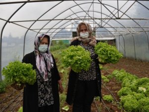 Tuzla’da 65 yaş üstü büyükler, kendi yetiştirdikleri marulları sağlık çalışanlarına dağıttı