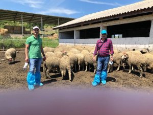 Manisa’da hayvan üreticilerine büyük destek