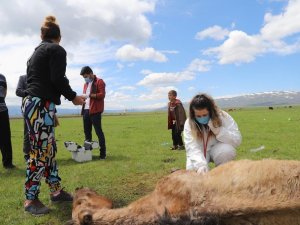 Ayağı kırılan atın yardımına Tarım ve Orman Bakanlığı görevlileri yetişti