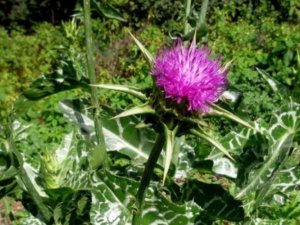 "Şekli Covid-19’a çok benziyordu incelemeye alınınca ilginç gerçekler ortaya çıktı"