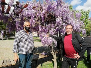 Mor salkım sümbüllerin görsel şöleni