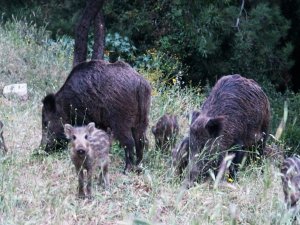 Bodrum’da şehri merkezine inen domuzların ormanda kalması için çalışma başlatıldı
