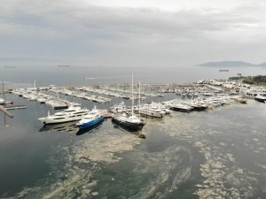Pendik Marinada denizi kaplayan deniz salyaları havadan görüntülendi