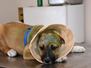 Kuşadası Belediyesi’nden kulakları kesilen yavru köpeğe şefkat eli