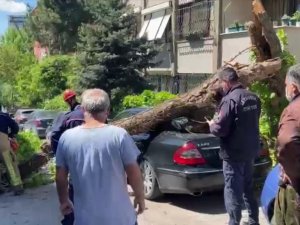 Kadıköy’de otomobillerin üzerine ağaç devrildi