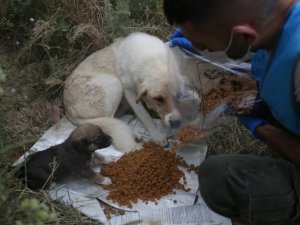 Can dostların kısıtlamada mama kapları doluyor