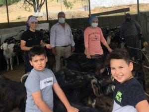 Milaslı yörükler keçilerini kırktı