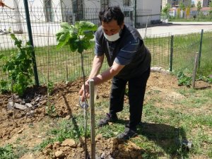 Tuzla’da sağlık çalışanlarına jest için sağlık ocağının bahçesini meyve bahçesine çevirdi