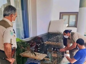 Bakımı yapılan yavru sincaplar doğaya salındı