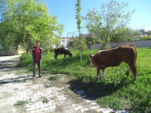 Hisarcık’ta okul bahçeleri hayat oluyor