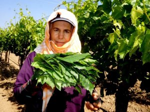 Bağlarda salamura yaprak telaşı