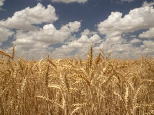 Yerli bisküvilik buğday için Ülker’den yeni proje
