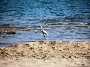 Sahiller boş kalınca, yaban hayvanları sahillere gelmeye başladı