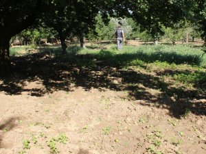 Dumanlı Papaz eriğini önce pandemi ardından rüzgar vurdu