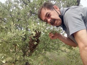 Arılara fısıldayan adam