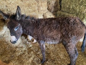 Ünlü oyuncu Melis Sezen dizi çekimine giderken gördüğü yaralı sıpanın yardımına koştu