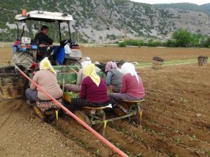 Muğla’da tütün fideleri toprakla buluşuyor