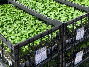 Başkentli çiftçilere 8 milyon sebze fidesi