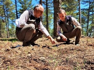 Orman sahalarında doğal gençleştirme çalışmaları