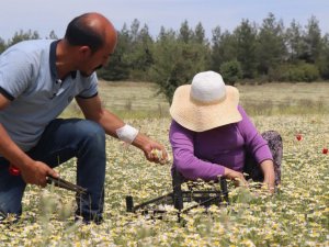 Şifa deposu Mayıs papatyasında hasat zamanı