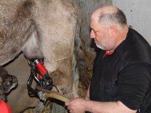 Pandemi şifa deposu deve sütüne talebi artırdı