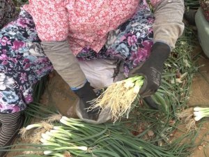 Tire’de taze soğan hasadı devam ediyor