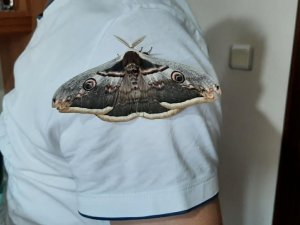 Devasa kelebek şaşkına çevirdi