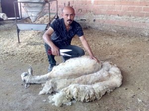 Kınalı kuzulara bayram makyajı